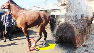 Rescue a distressed horse! The hoof festered so much that it dared not touch it to the ground!