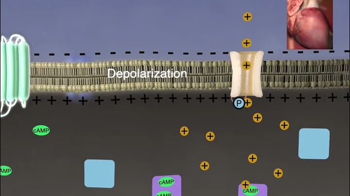 G Protein  Coupled Receptor Signal Transduction