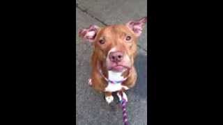 Angel Face - A0982524 Bk