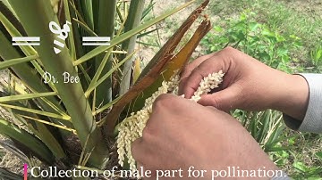 Date Palm Pollination, Easy and Effective method