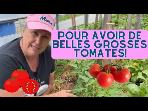 Vidéo: Les haricots horticoles et les haricots canneberges sont-ils identiques ?