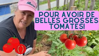 Faut-il enlever les gourmands de vos plants de tomates?