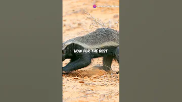 Meet The Honey Badger Nature S Toughest Warrior HoneyBadger WildlifeFacts FearlessAnimals 