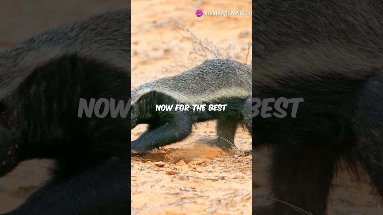 Meet the Honey Badger: Nature’s Toughest Warrior 
