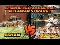 TARIK TAMBANG LAWAN ESHAN ! 5 ORANG VS 1 HARIMAU !! SIAPA YANG MENANG !?