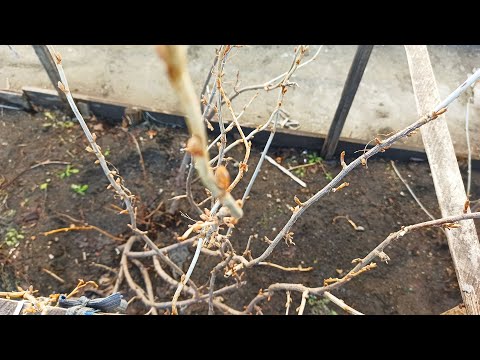 Vídeo: Processamento de primavera de árvores frutíferas e arbustos