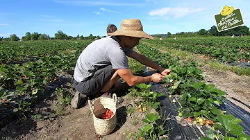 Où Peut-on cueillir des fraises en Vendée ?