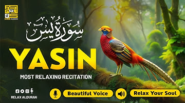 Peaceful Surah Yasin for Restful Sleep ✦ Surah Yasin for Depression Relief, Stress ✦ Yaseen سورة يس