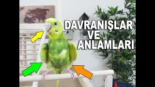 Muhabbet Kuşu Davranışları ve Anlamları