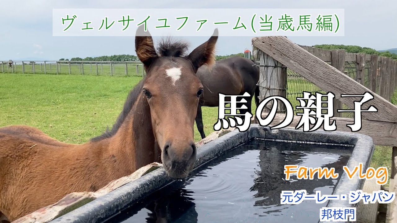 ヴェルサイユファーム】馬の親子の日常ってどんな感じ？ - YouTube