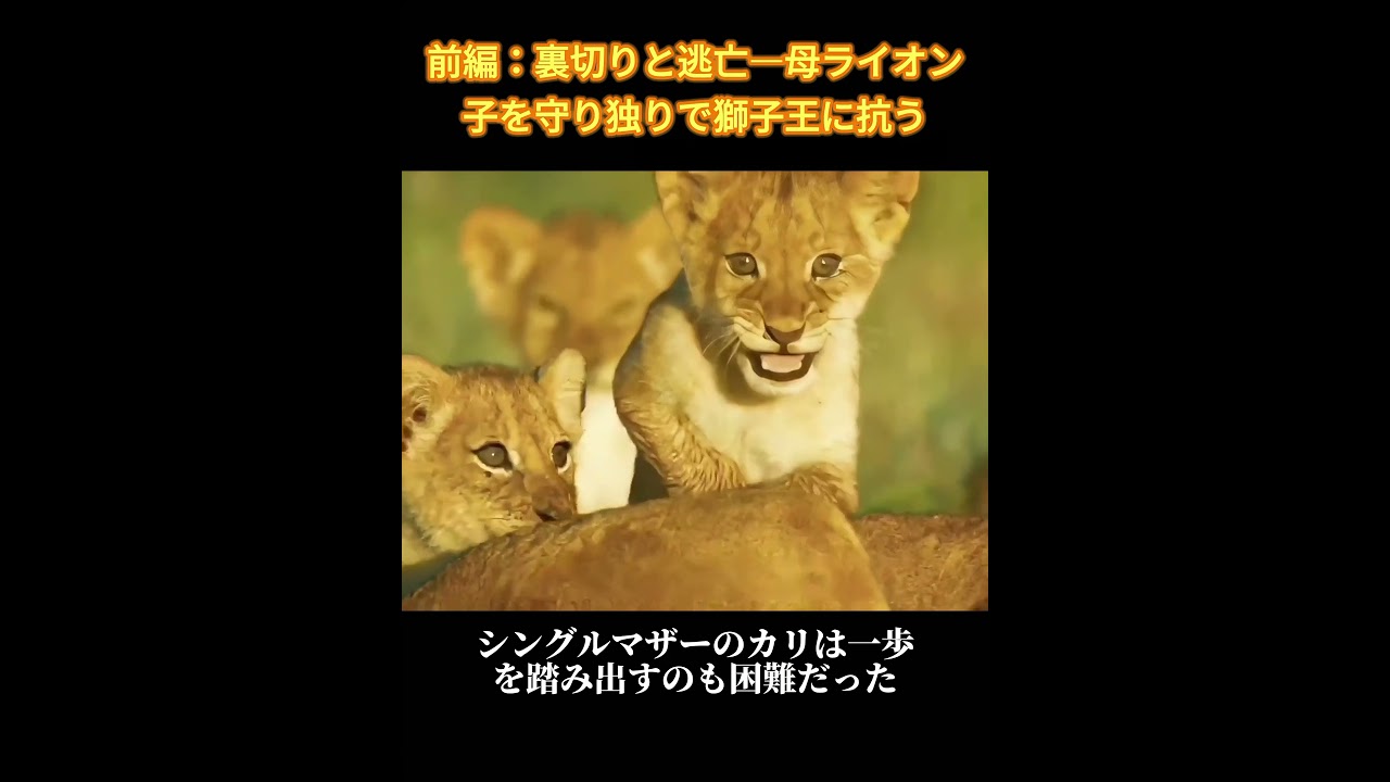 前編：裏切りと逃亡―母ライオン子を守り独りで獅子王に抗う#犬 #動物世界 #動物 #面白い #funny