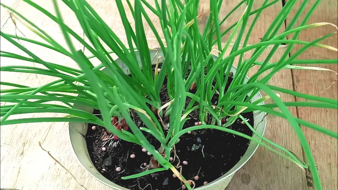  Menanam  Bawang Merah Di Pot  Kecil  Dirumah Grow Onions 