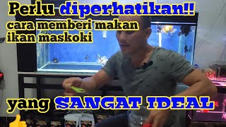 cara memberi makan ikan mas yang benar dan ideal