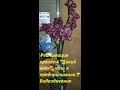 Реанимация орхидеи "Дикий кот", что я предпринимала?! Видеодневник