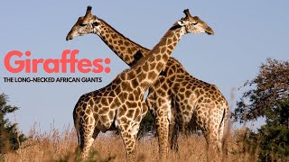 The Giraffe revealed: let's explore the secrets of the long-necked African Giant