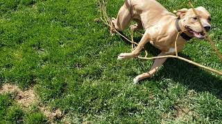 SEPR Wynn does yard work
