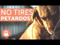 Perros con MIEDO A LOS COHETES 🔥 ¡Más de 20 Tips EFECTIVOS!