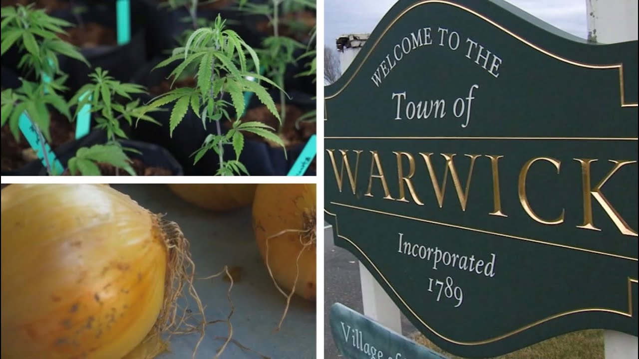 NY town planting seed for marijuana boom