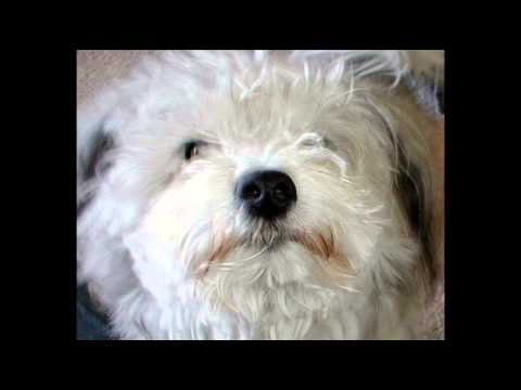 Big City Orchestra - fuzzy wuzzy