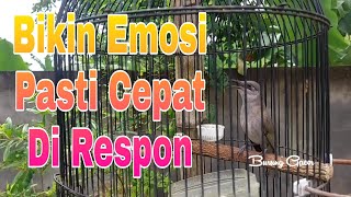 Download Lagu Pancingan Cucak Kombo gacor Nembak Bikin Kecial Kombok Macet Bunyi Jadi Nyaut MP3