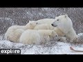 Netflix has nothing on this polar bear webcam livestream