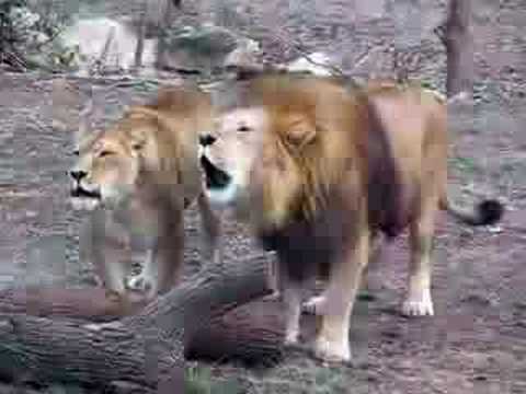 Lion roaring allah (2)