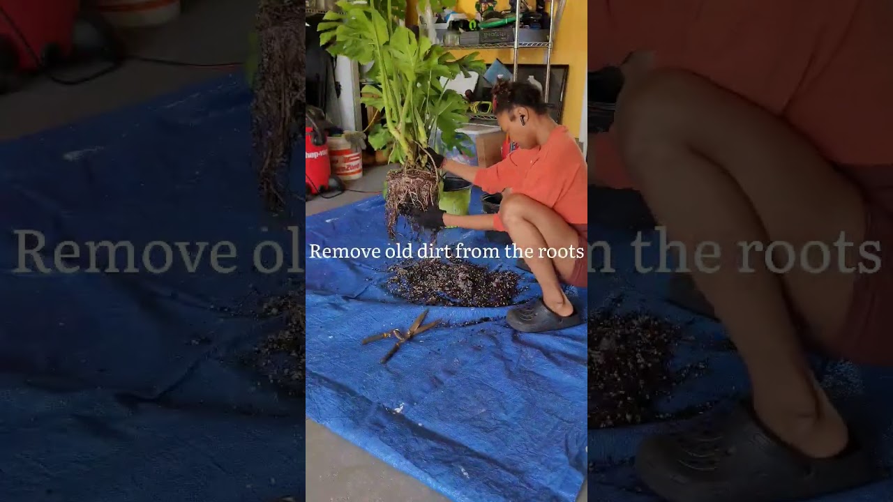 Repotting my NEW indoor monstera plant🪴 