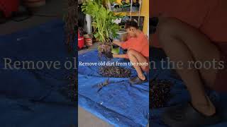 Repotting my NEW indoor monstera plant🪴 #plants #monstera #indoorplants #houseplants #monsteraplant
