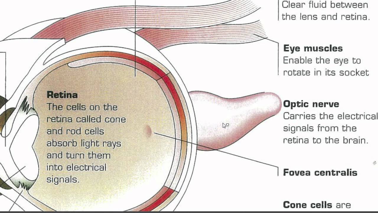 Parts Of The Eye Chart