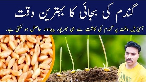 Best sowing time for wheat seed in Punjab |When to start wheat sowing in Punjab |Abid Ali Agrarian