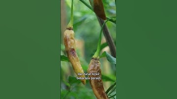 Thumbnail of Spent 100 million 🙈 to grow chili in a greenhouse, is it worth it??