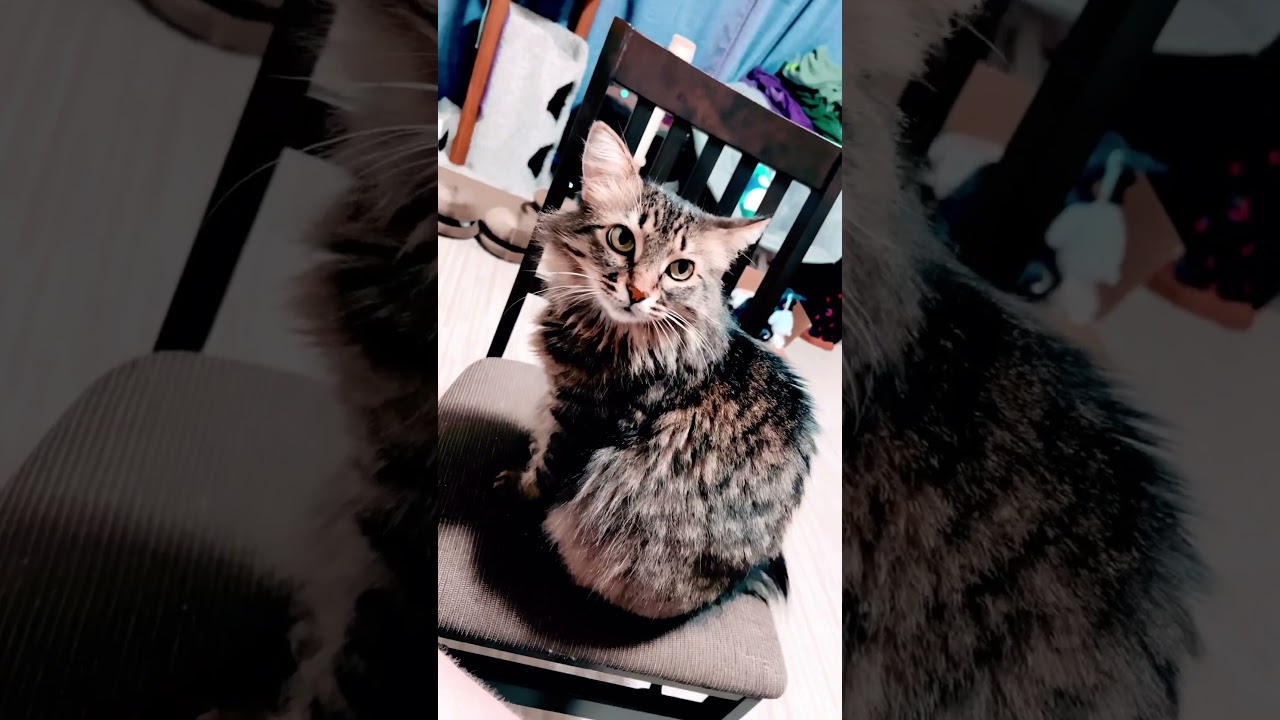 Pretty Maine coon mix