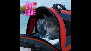 #cat  #love  is #viral