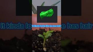 day two of growing a apple tree #fypシ゚viral#shorts#apple