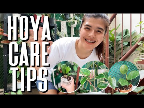 Video: Hoya: Pangangalaga Sa Bahay