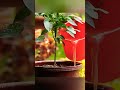 Best Tips for Flowering Early. #shorts  #gardening #chili #agricture