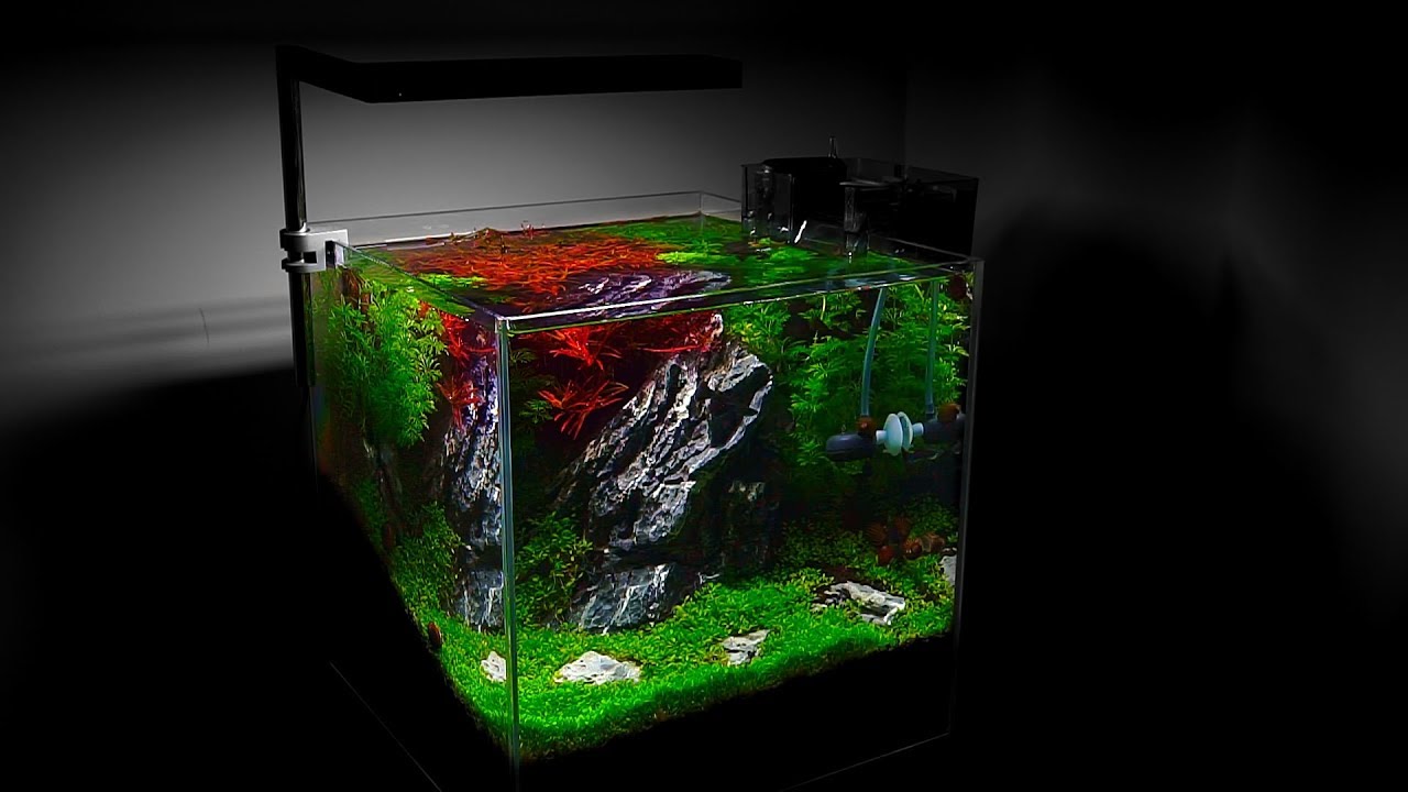 SMALL AQUARIUM - NANO AQUASCAPE -2 Months Update - YouTube