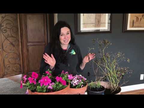 Vídeo: Blue Spice Basil Info - Como cultivar plantas de ervas de manjericão 'Blue Spice