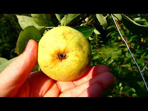 Video: Trägt die Callery-Birne Früchte?