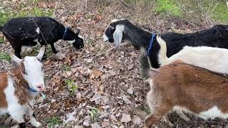 Allegheny GoatScape visits Downtown Sharon