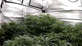 1/7/2021 Daily Indo Grow Update. Cannabis Veg - Media Sunshine Advanced Mix #4 Mycorhizzae CoCo Peat