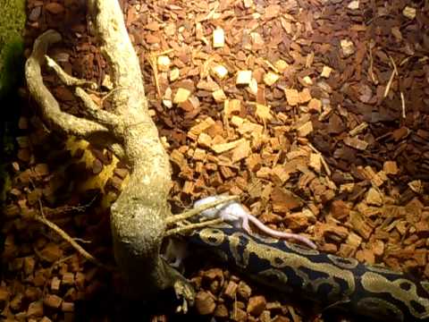 Видео: Топка Python - порода влечуги Python Regius Хипоалергенна, здраве и продължителност на живота