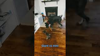 miniature schnauzer vs Giant Schnauzer #dog #miniatureschnauzer #giantschnauzers #zoomies