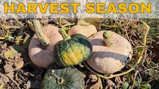 Harvest Season #gardening by Handyman Jeff 93 views 8 months ago 3 minutes, 9 seconds