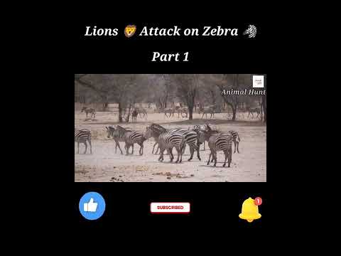 Wild Life Videos | Zebra 🦓 vs Lions 🦁| Animal Hunt