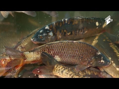 ვიდეო: რა ყველი და თევზი გამოვიყენოთ რულონების დასამზადებლად