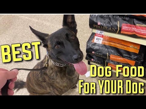 kibbles and bits petsmart