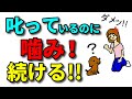 【子犬 甘噛み 噛み癖】子犬性格別の甘噛み対策！叱ってるのに効果がない理由！新遠藤エマチャンネル【犬のしつけ＠横浜】