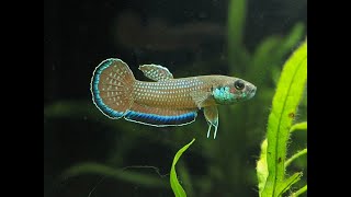 ベタ シンプレックス （タイプ-2） – 熱帯魚・水草 ナチュラ