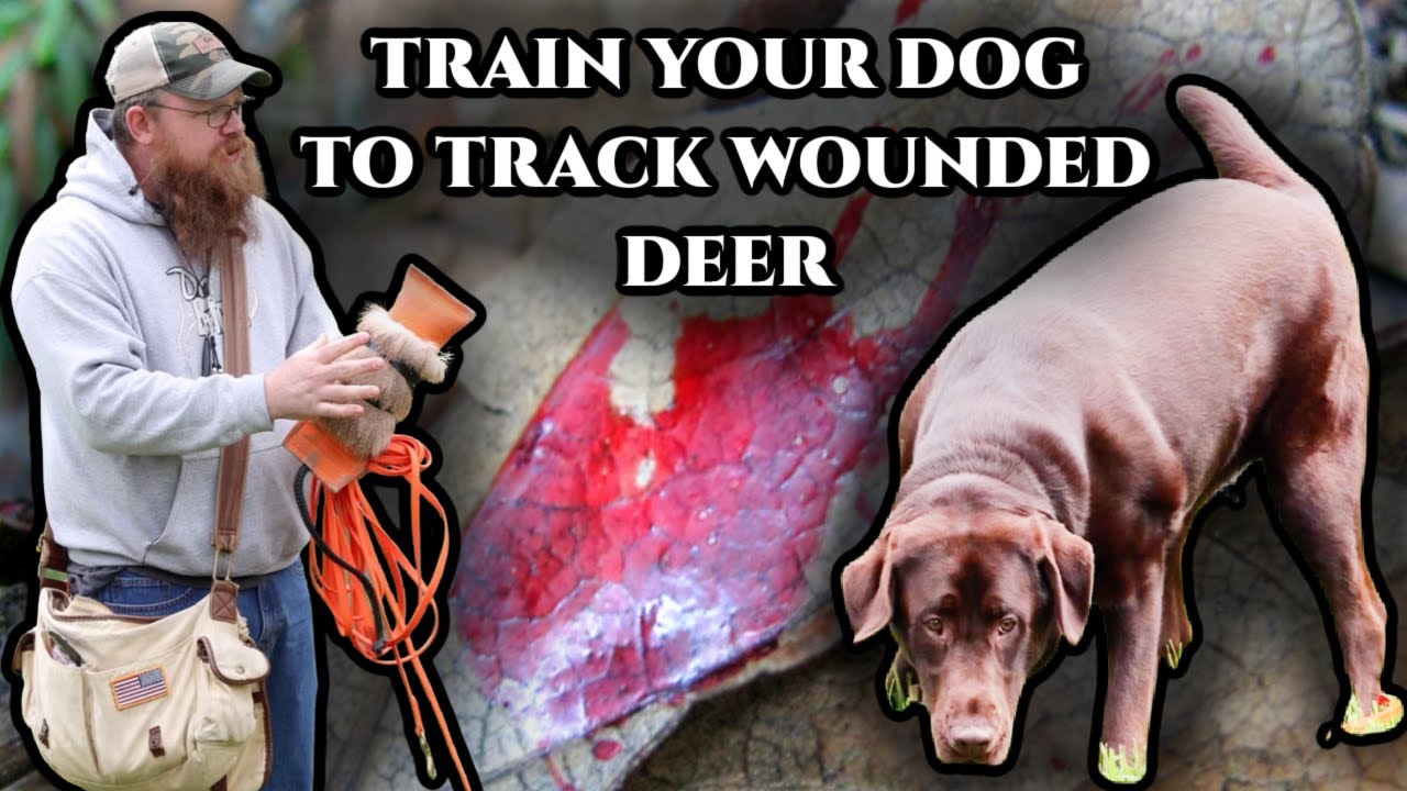 Training Dog to Track Wounded Deer: Bring Out Their Natural Ability!